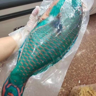 青衣魚價格多少錢一斤