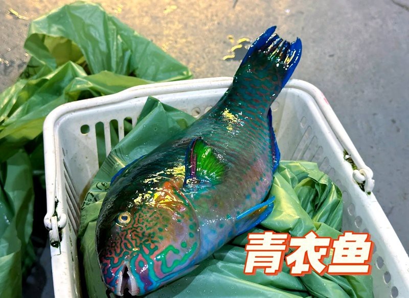 青衣魚價格多少錢一斤