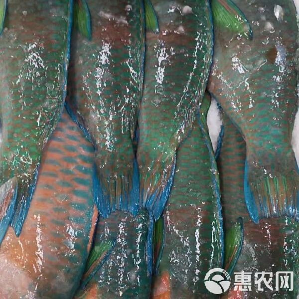 青衣魚價格多少錢一斤