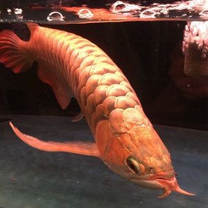 一米長龍魚大概多少錢一條：一米長龍魚多少錢一條