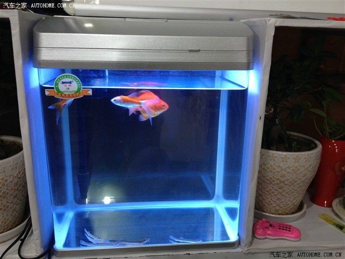 魚缸魚圖片真實
