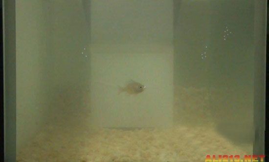 魚缸魚圖片真實
