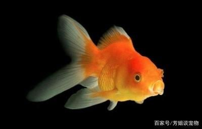 魚缸魚圖片真實