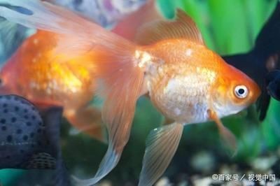 魚缸魚圖片真實