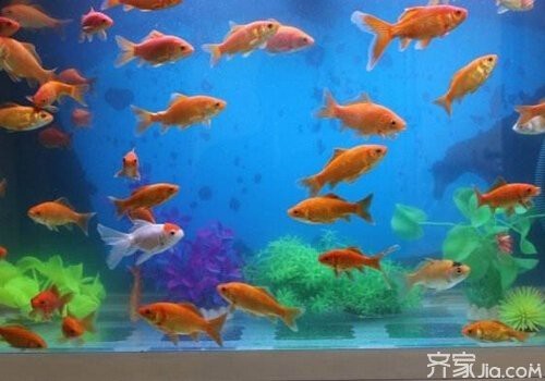 家中養魚6大風水禁忌