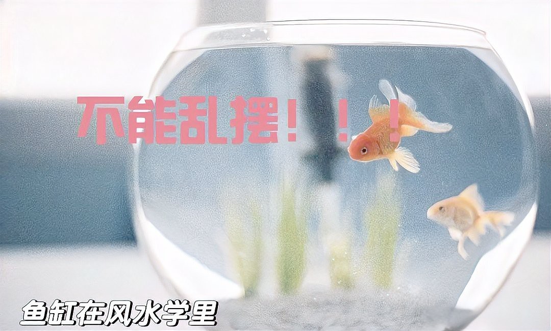 家中養(yǎng)魚(yú)6大風(fēng)水禁忌