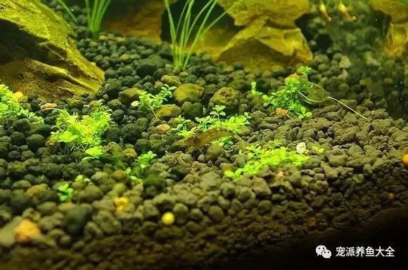 底濾魚缸如何防止虹吸水垢清理（底濾魚缸防止虹吸及水垢清理方法）