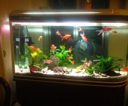 水族館加盟需要多少錢