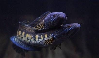 龍魚繁殖配對成功秘訣：龍魚繁殖配對成功的關鍵因素包括合適的伴侶、確保水質適宜