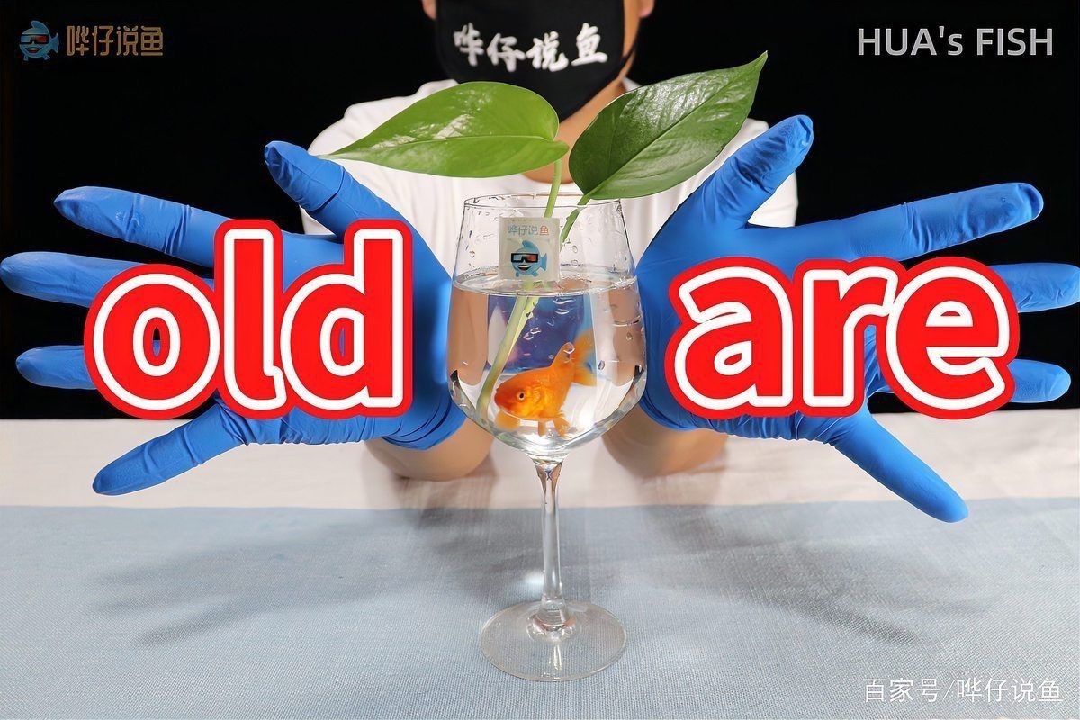 觀賞魚老了的表現