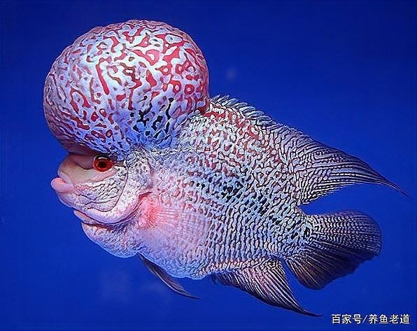 觀賞魚老了的表現
