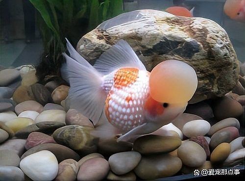 觀賞魚老了的表現