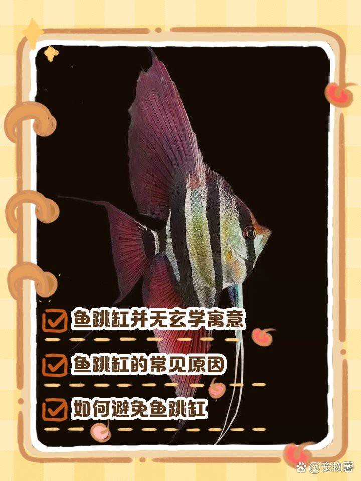 龍魚打架后如何預(yù)防感染，龍魚外傷應(yīng)急處理清單