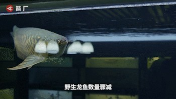 買(mǎi)賣(mài)龍魚(yú)被抓（如何安全買(mǎi)賣(mài)龍魚(yú)）
