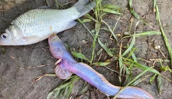 紅狼牙鰕虎魚稀有嗎