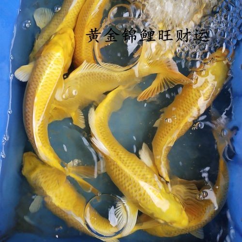 龍鳳魚有哪些常見品種？