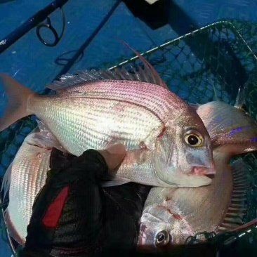 紅立魚多少錢一斤
