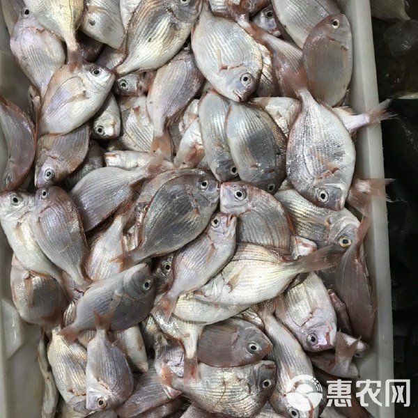 紅立魚多少錢一斤