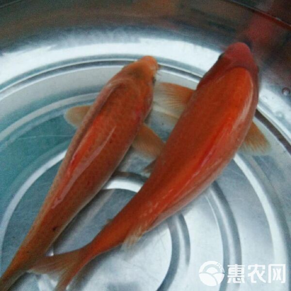 紅立魚多少錢一斤