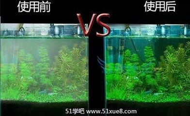 魚缸硝化細菌培養方法：新手養魚怎么快速培養硝化細菌培養硝化細菌培養方法