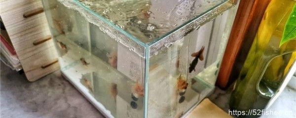 魚缸硝化細菌培養方法：新手養魚怎么快速培養硝化細菌培養硝化細菌培養方法
