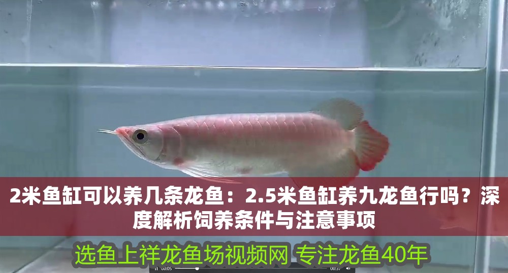 2米魚缸可以養(yǎng)幾條龍魚：2.5米魚缸養(yǎng)九龍魚行嗎？深度解析飼養(yǎng)條件與注意事項(xiàng)