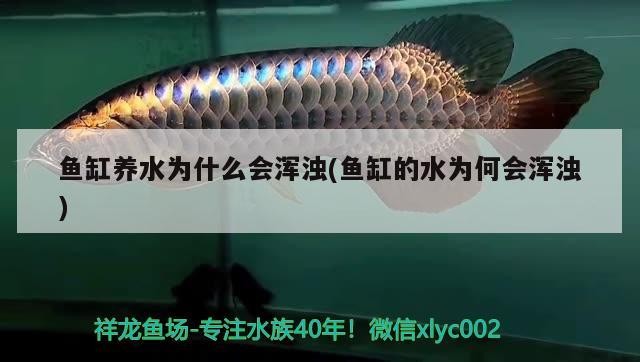 營口市站前區老本琦水族銘品店