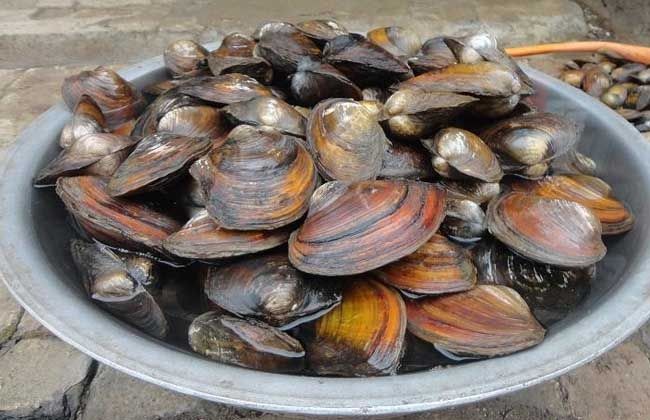 魚缸養(yǎng)河蚌養(yǎng)在魚缸中死亡的原因是由于多種原因引起的：河蚌養(yǎng)在魚缸中死亡的原因