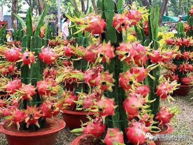 紅龍盆栽需要多大的花盆？