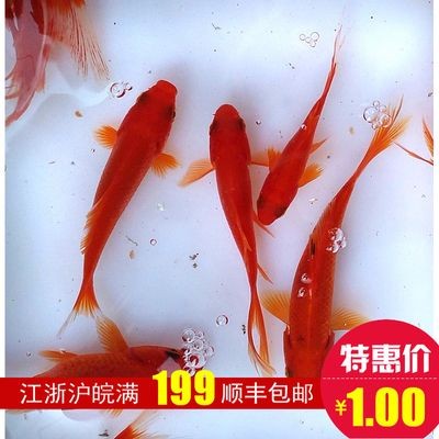 龍魚是冷水魚嗎：龍魚不是冷水魚而是熱帶魚，而是熱帶魚養殖水溫控制技巧