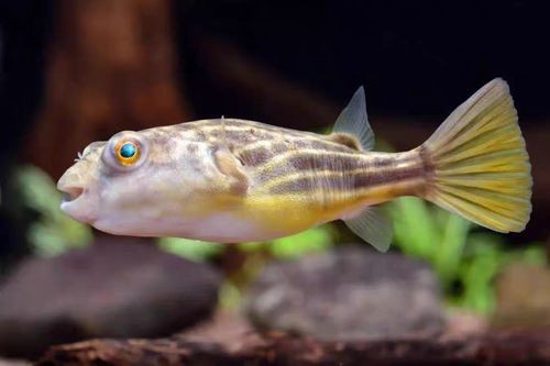 斑馬狗頭魚和龍魚混養好嗎圖片