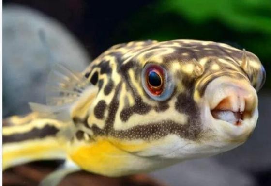 斑馬狗頭魚和龍魚混養好嗎圖片