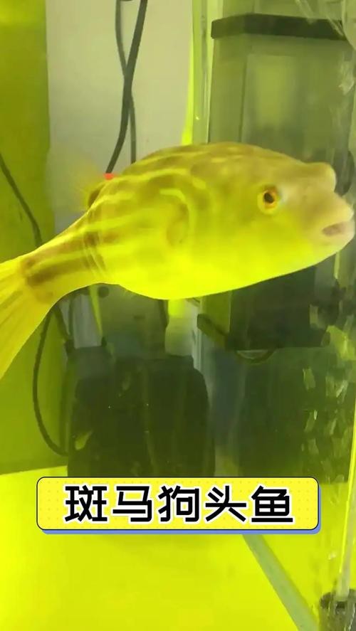 斑馬狗頭魚和龍魚混養好嗎圖片