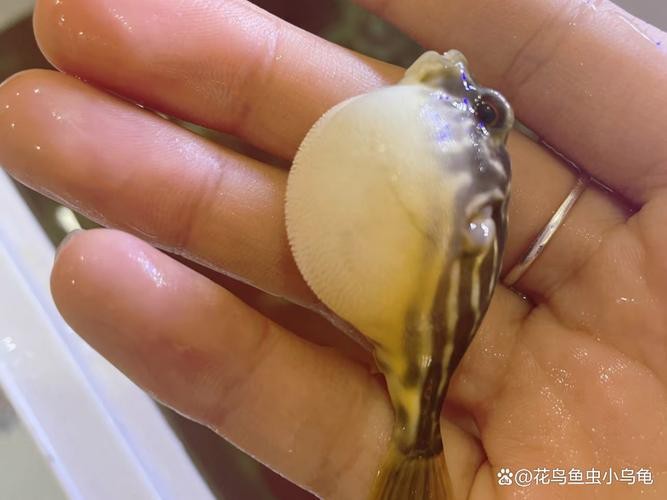 斑馬狗頭魚和龍魚混養好嗎圖片