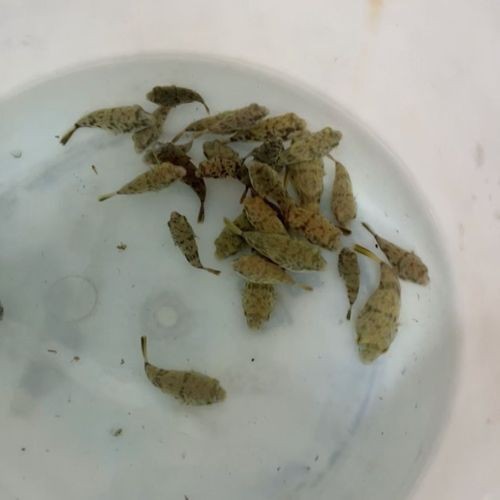 斑馬狗頭魚和龍魚混養好嗎圖片