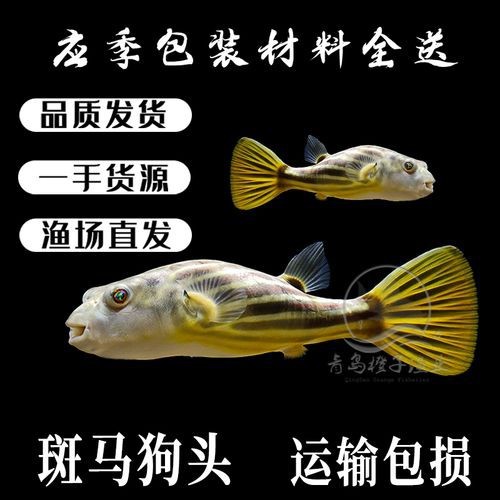 斑馬狗頭魚和龍魚混養好嗎圖片