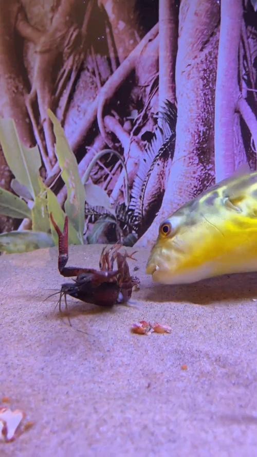 斑馬狗頭魚和龍魚混養好嗎圖片