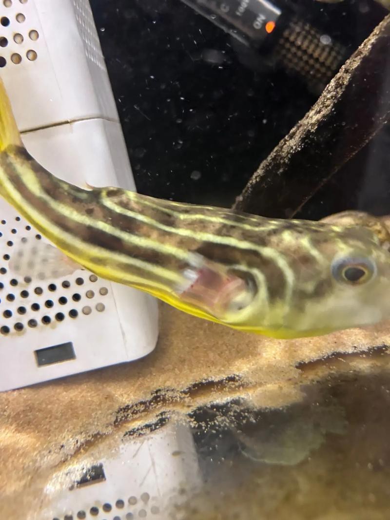 斑馬狗頭魚和龍魚混養好嗎圖片