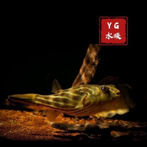 斑馬狗頭魚和龍魚混養好嗎圖片