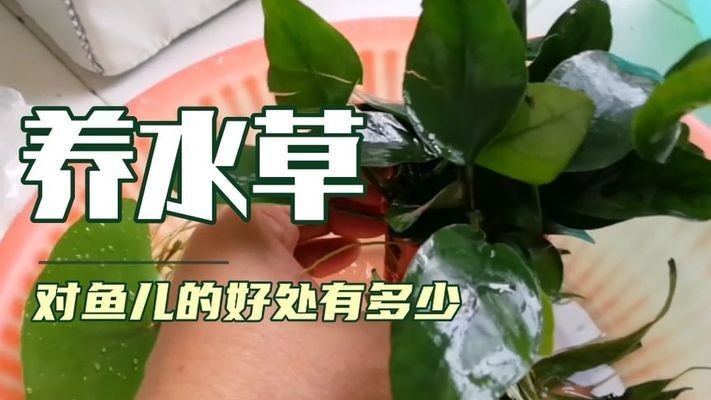 魚缸草缸是什么意思：魚缸與草缸各有特點，選擇哪種類型的魚缸主要取決于個人的喜好和需求