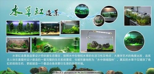魚缸草缸是什么意思：魚缸與草缸各有特點，選擇哪種類型的魚缸主要取決于個人的喜好和需求