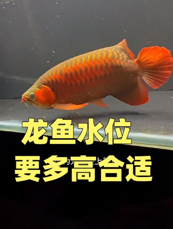 養(yǎng)龍魚水位多高合適