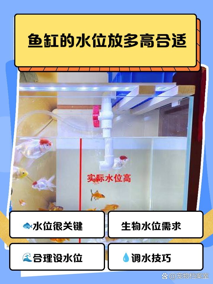 養(yǎng)龍魚水位多高合適