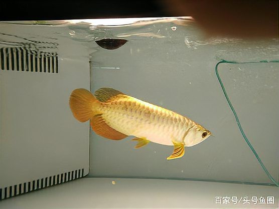 金底過背金龍魚多久能養(yǎng)出金頭？