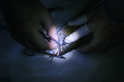 龍魚吊眼手術多少錢：龍魚吊眼手術的費用可能在千元至數萬元至數萬元
