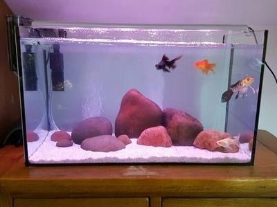 魚缸的玩家：魚缸diy教程入門，風水魚缸布局指南
