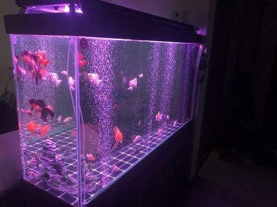 魚缸的玩家：魚缸diy教程入門，風水魚缸布局指南