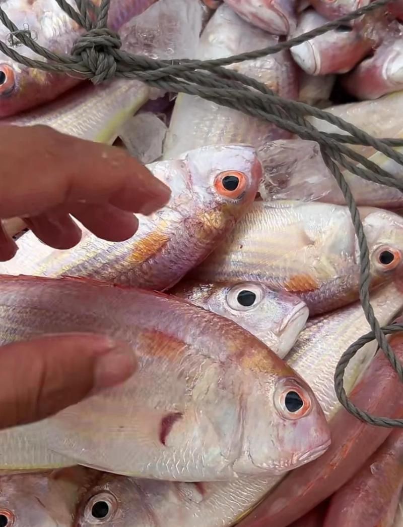 紅頭魚(yú)叫什么名字