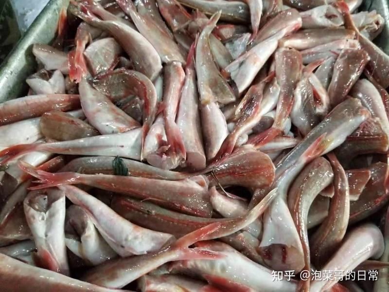 紅頭魚(yú)叫什么名字