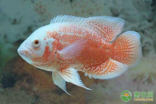 地圖魚能長多大